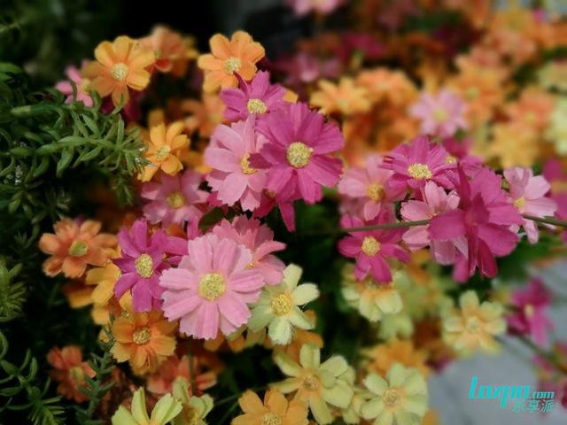 努比亚z17mini对比minis（小屏双摄轻旗舰）(26)