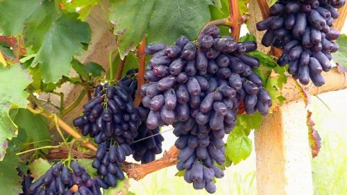 中国葡萄产地排名(中国葡萄产地有哪些地方)-第1张图片-