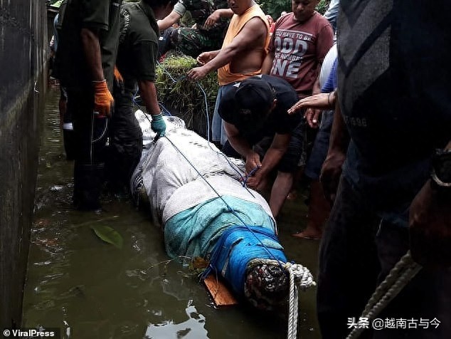 印尼女科学家喂5米鳄鱼，一不小心掉下鳄鱼池，最终惨死鳄鱼口中