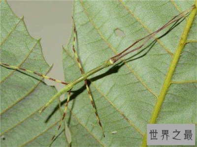 ​最大的昆虫，中国巨型竹节虫体长62.4cm！