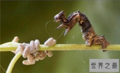 ​僵尸毛虫主要为毛毛虫，被其他幼虫寄生于体内