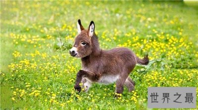 ​世界上最小的驴，仅60厘米非常可爱！