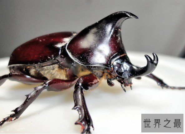 世界上最大的独角仙，竟然长达22厘米