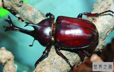 ​世界上最大的独角仙，竟然长达22厘米