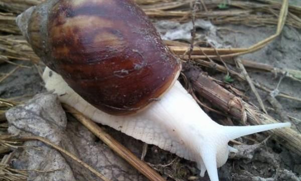 人工饲养的白蜗牛有没有寄生虫