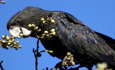 ​暗色鹦鹉的价格 暗色鹦鹉的简介