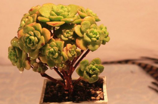 百合莉莉叶片很脏怎么处理(图2)