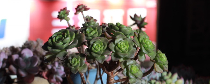 百合莉莉叶片很脏怎么处理(图1)