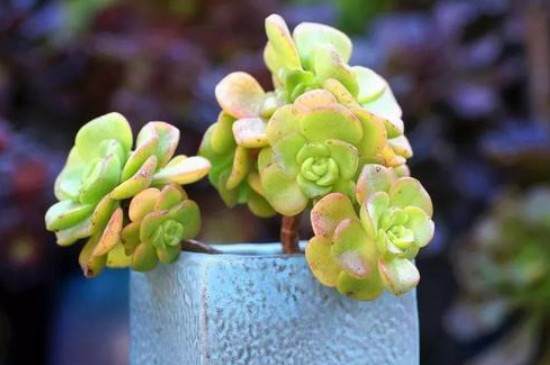 百合莉莉叶片很脏怎么处理(图3)