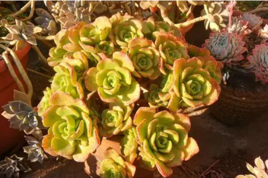 百合莉莉叶片很脏怎么处理(图4)