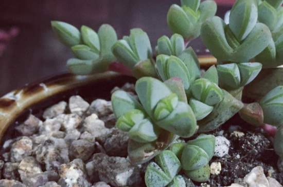 碧玉莲怎么才能开花(图4)