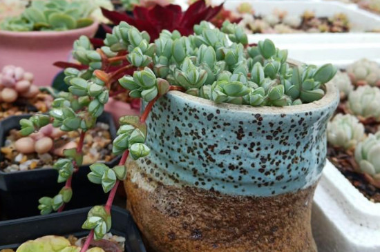 碧玉莲怎么才能开花(图3)