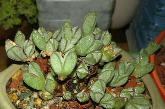 碧玉莲怎么才能开花(图2)