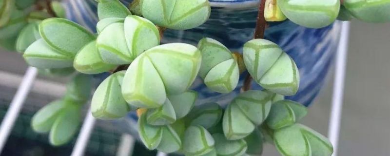 碧玉莲怎么才能开花(图1)