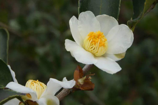 茶树花怎么养殖浇什么肥(图4)