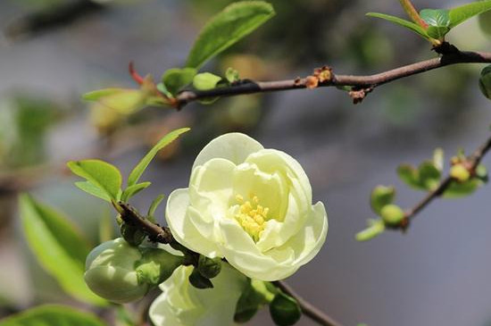 茶树花怎么养殖浇什么肥(图3)