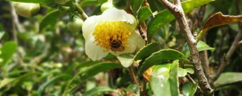 茶树花怎么养殖浇什么肥(图1)