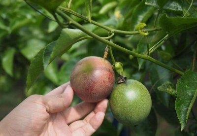 ​百香果的功效与作用 百香果到底有什么功效和作用呢？又该如何吃它才更具