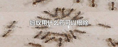 ​不用蚂蚁药用什么方法除蚂蚁 怎么治蚂蚁有哪些药