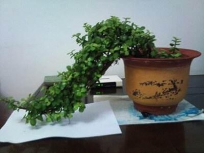 ​金枝玉叶可做优美盆景，如何打造？