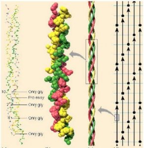 ​什么牌的胶原蛋白粉好(胶原蛋白粉一般哪个牌子比较好)
