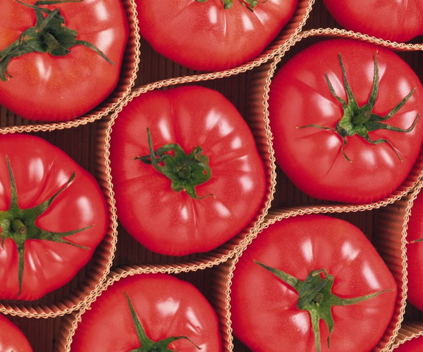 小西红柿的功效与作用（西红柿的主要功能介绍）