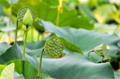 ​莲蓬可以煲汤吗 莲蓬可以怎么吃