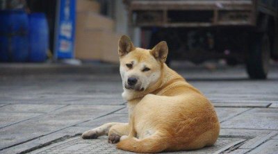 ​世界上10大人气最高的宠物狗，中华田园犬夺得第一名