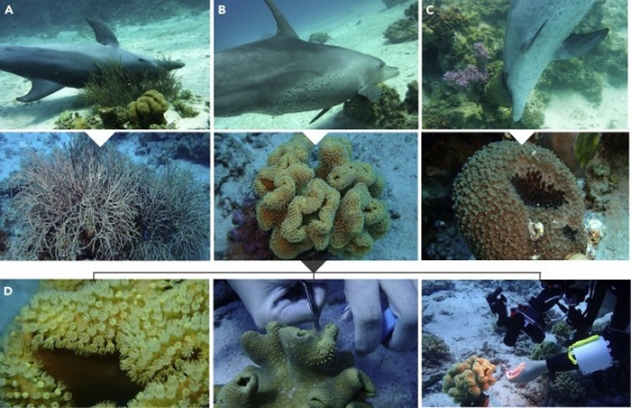 新研究发现瓶鼻海豚似乎会利用珊瑚治疗自己的皮肤疾病