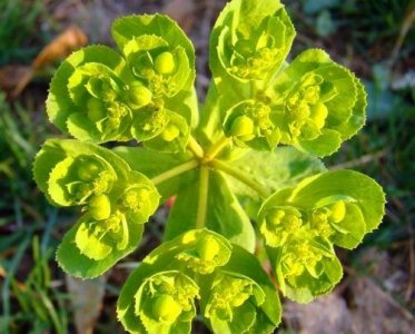 ​春季野外游玩时，有四种“毒”植物，遇见了要远离，早知早受益！