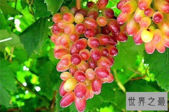 提子和葡萄的区别,两者之间的营养价值不同