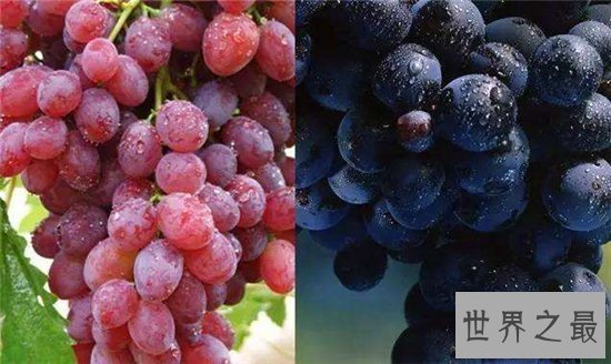 提子和葡萄的区别,两者之间的营养价值不同