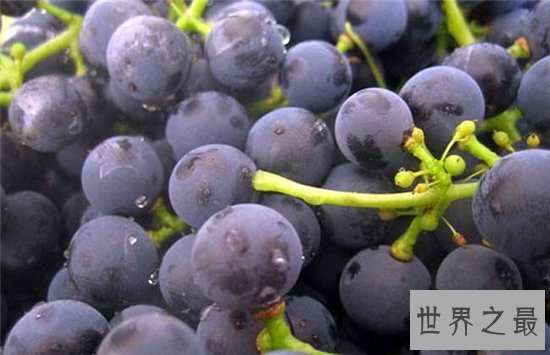 提子和葡萄的区别,两者之间的营养价值不同