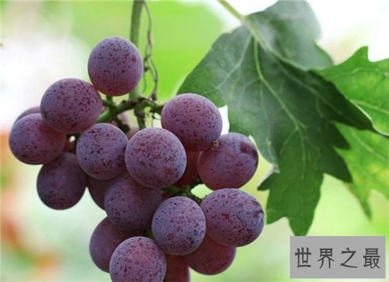 提子和葡萄的区别,两者之间的营养价值不同