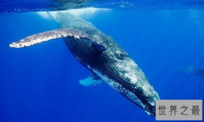 ​世界上最大的十种鲸鱼：蓝鲸最大 第4种睾丸重500公斤