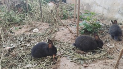 ​新手养兔子需要注意什么