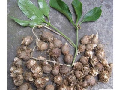 ​中药材—旱半夏品种分析