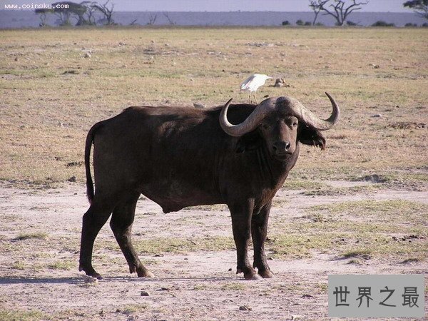 世界十大最致命动物排名：蚊子“荣登榜首”