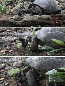 ​东非塞舌尔群岛军舰岛草食性巨型陆龟开荤吃掉燕鸥