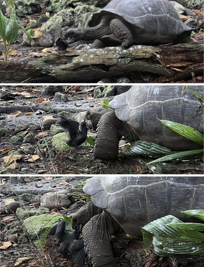 东非塞舌尔群岛军舰岛草食性巨型陆龟开荤吃掉燕鸥