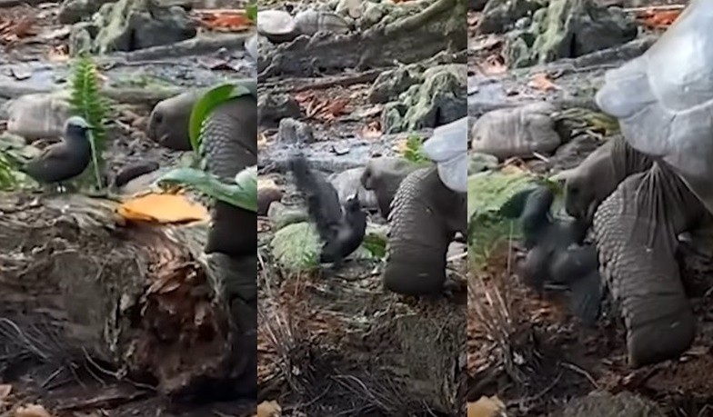 东非塞舌尔群岛军舰岛草食性巨型陆龟开荤吃掉燕鸥