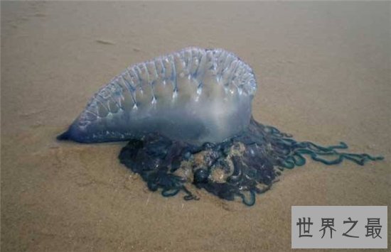 僧帽水母毒性很强,需要专业设备才能饲养
