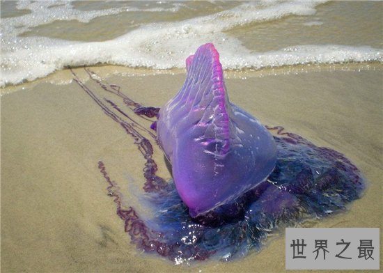僧帽水母毒性很强,需要专业设备才能饲养