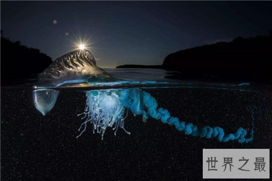 僧帽水母毒性很强,需要专业设备才能饲养