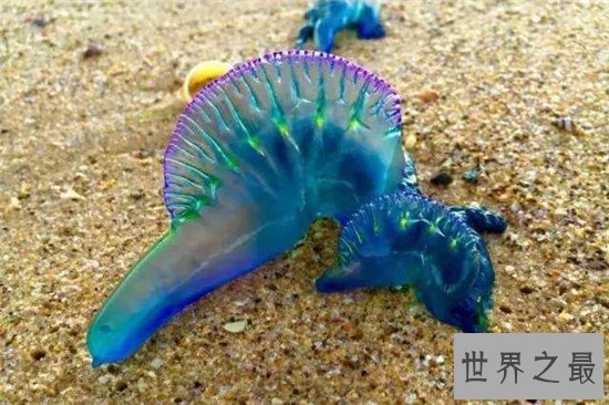 僧帽水母毒性很强,需要专业设备才能饲养