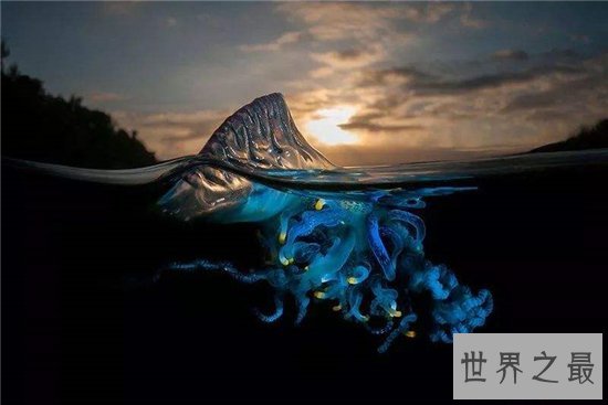 僧帽水母毒性很强,需要专业设备才能饲养