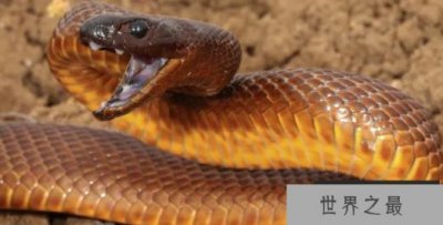 ​世界上最毒的蛇是什么蛇