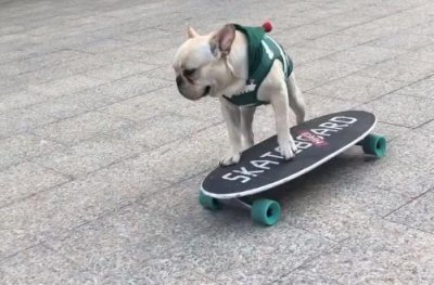 ​巴哥犬玩滑板，不料半路被抢，抢完了之后撞树了，最后的结局意外