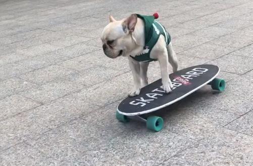 巴哥犬玩滑板，不料半路被抢，抢完了之后撞树了，最后的结局意外