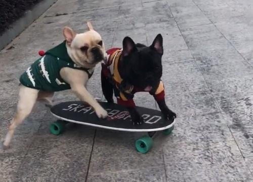 巴哥犬玩滑板，不料半路被抢，抢完了之后撞树了，最后的结局意外